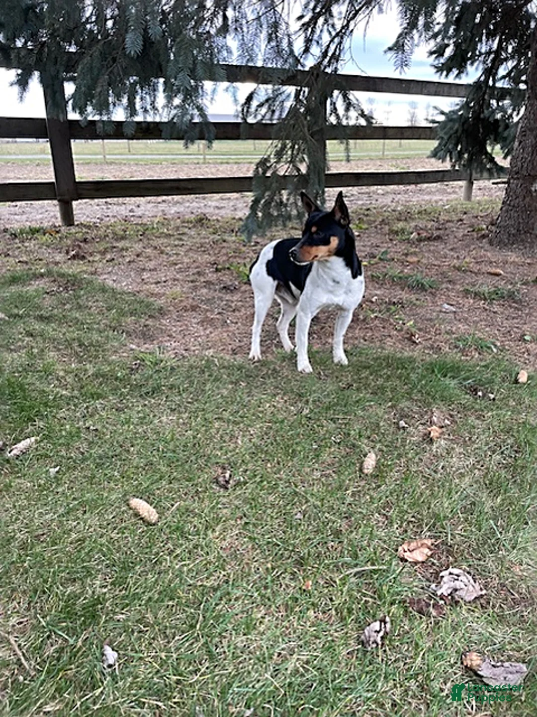 Rat Terrier dogs for sale: Rocco - Ad 5