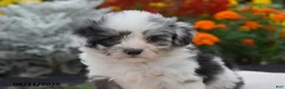Corgipoo dogs for sale: Sox - Ad 3