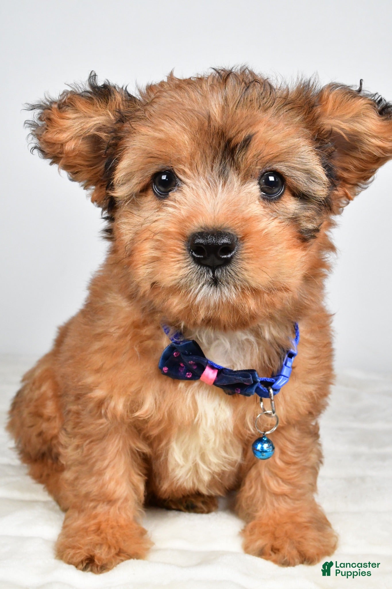 Mixed Breed dogs Grant - Ad 1