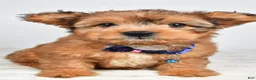 Mixed Breed dogs for sale: Grant - Ad 1