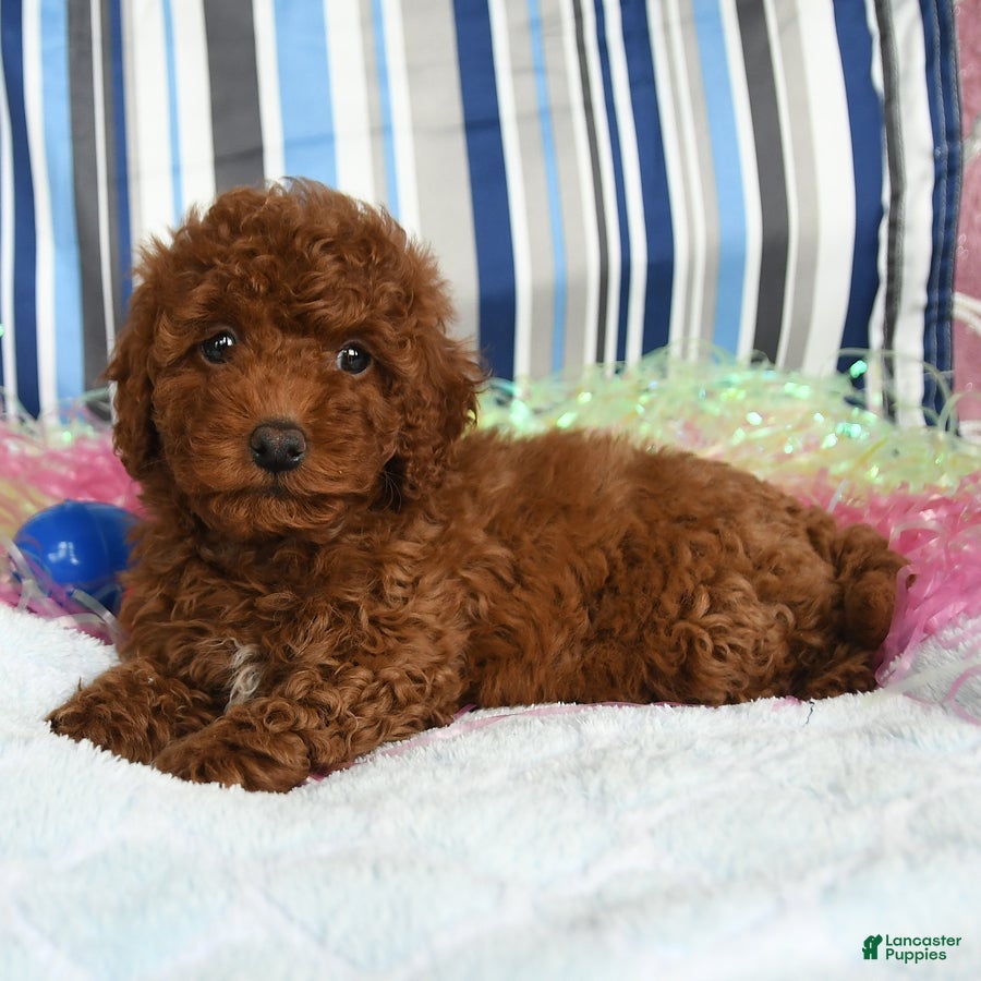 Miniature Poodle dogs Cocoa - Ad 2