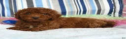 Miniature Poodle dogs for sale: Cocoa - Ad 2