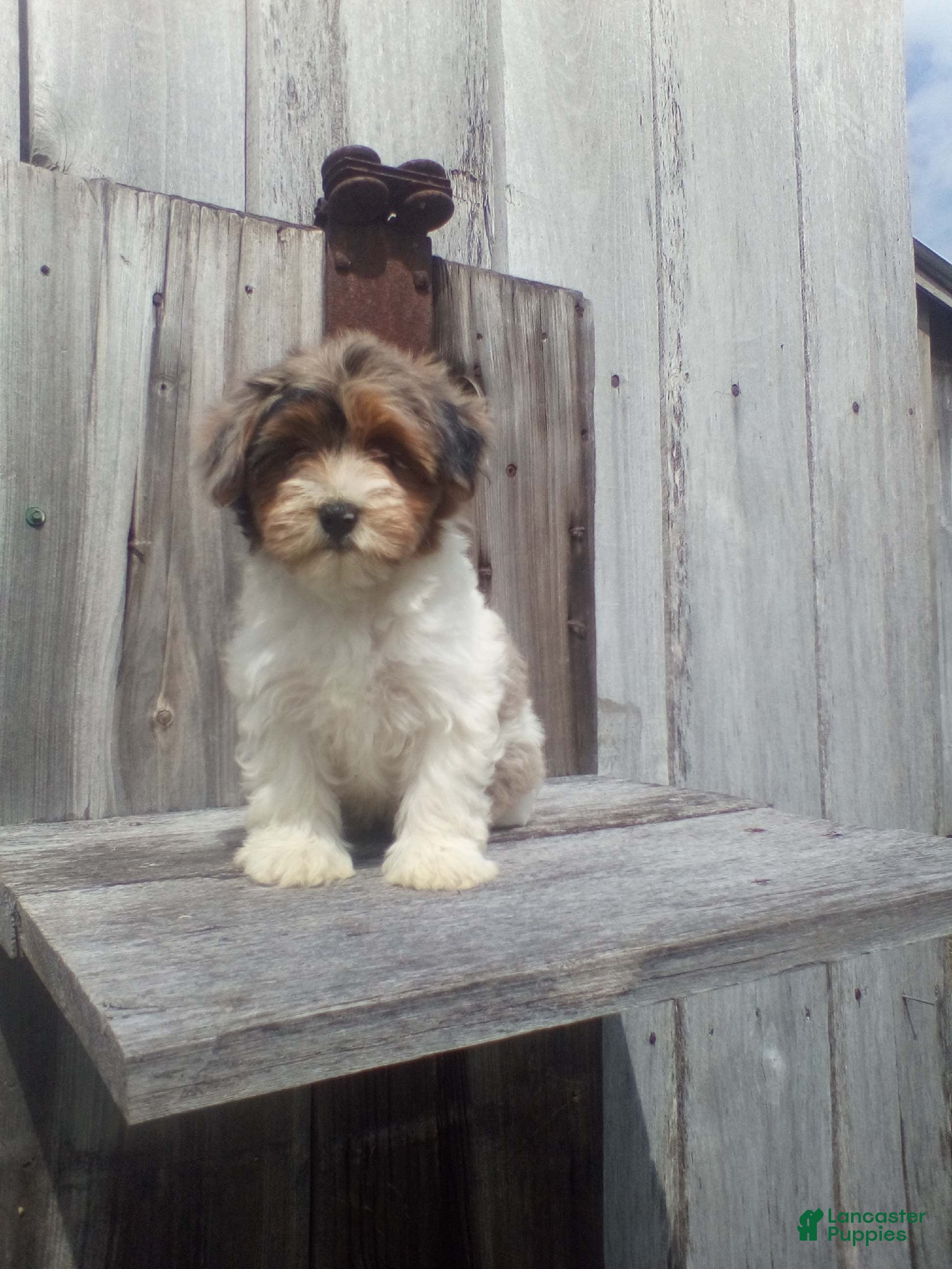 Yorkiepoo dogs Tammy - Ad 1