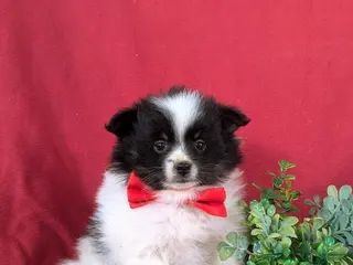 Pomeranian dogs for sale: Lakeland - Ad 3