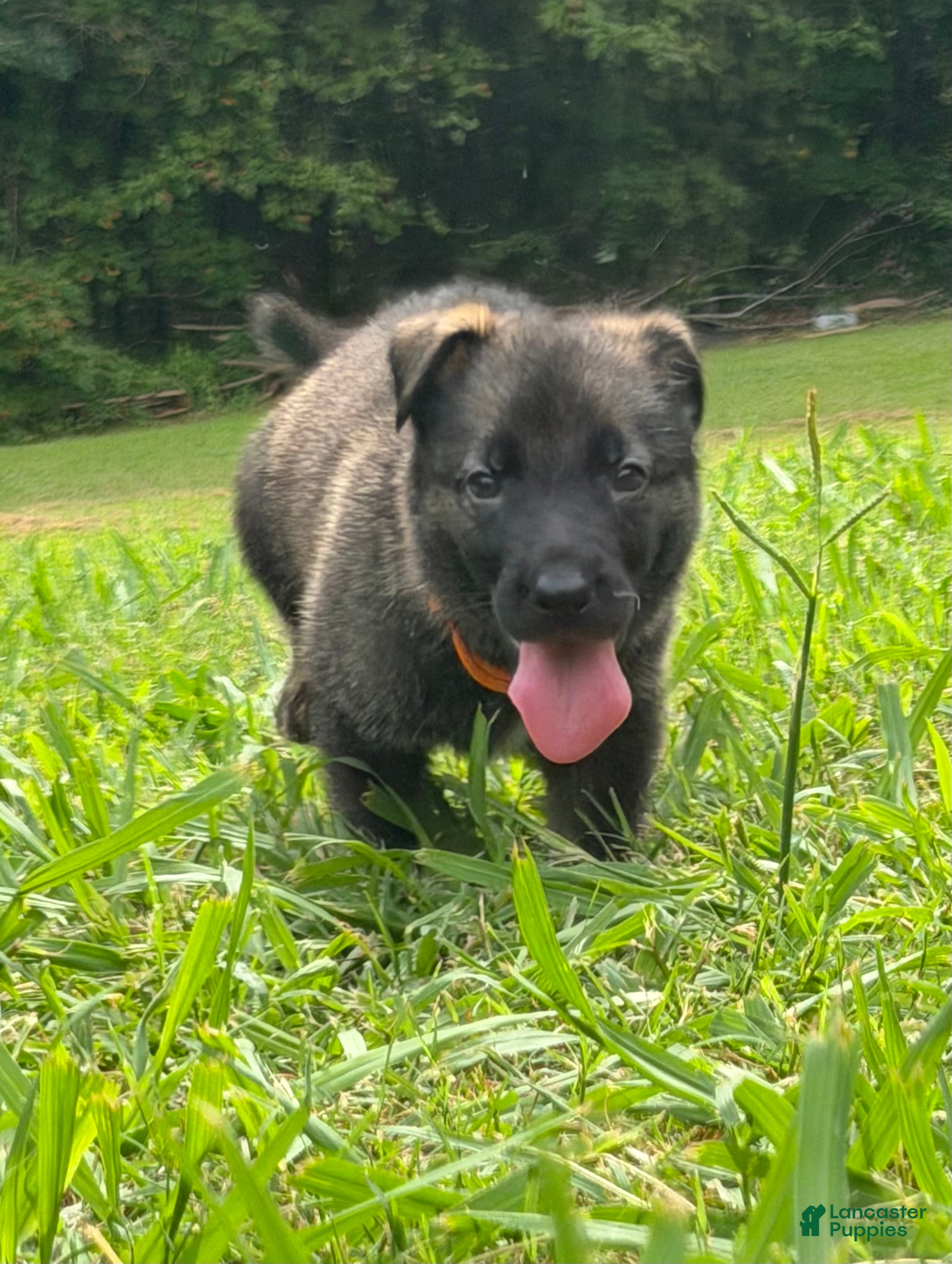 German Shepherd dogs German Shepherd Orange Collar - Ad 1