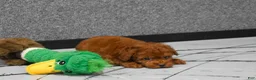 Miniature Poodle dogs for sale: Loren💙 - Ad 3