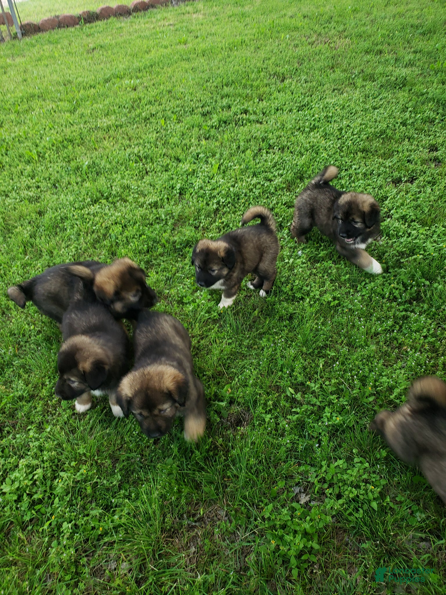 Caucasian Shepherd Dog dogs Caucasian Shepherd Dog Puppy 9 - Ad 4