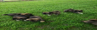 Caucasian Shepherd Dog Puppy 9