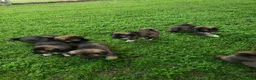 Caucasian Shepherd Dog dogs for sale: Caucasian Shepherd Dog Puppy 9 - Ad 1