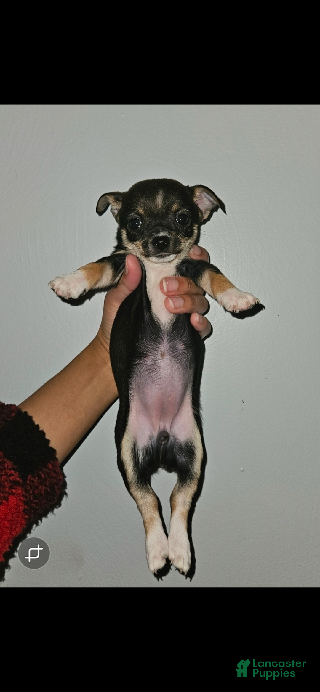 Chihuahua dogs for sale: Chihuahua Puppy 1 - Ad 1