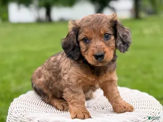 Miniature Dachshund dogs for sale: Mason - Ad 1