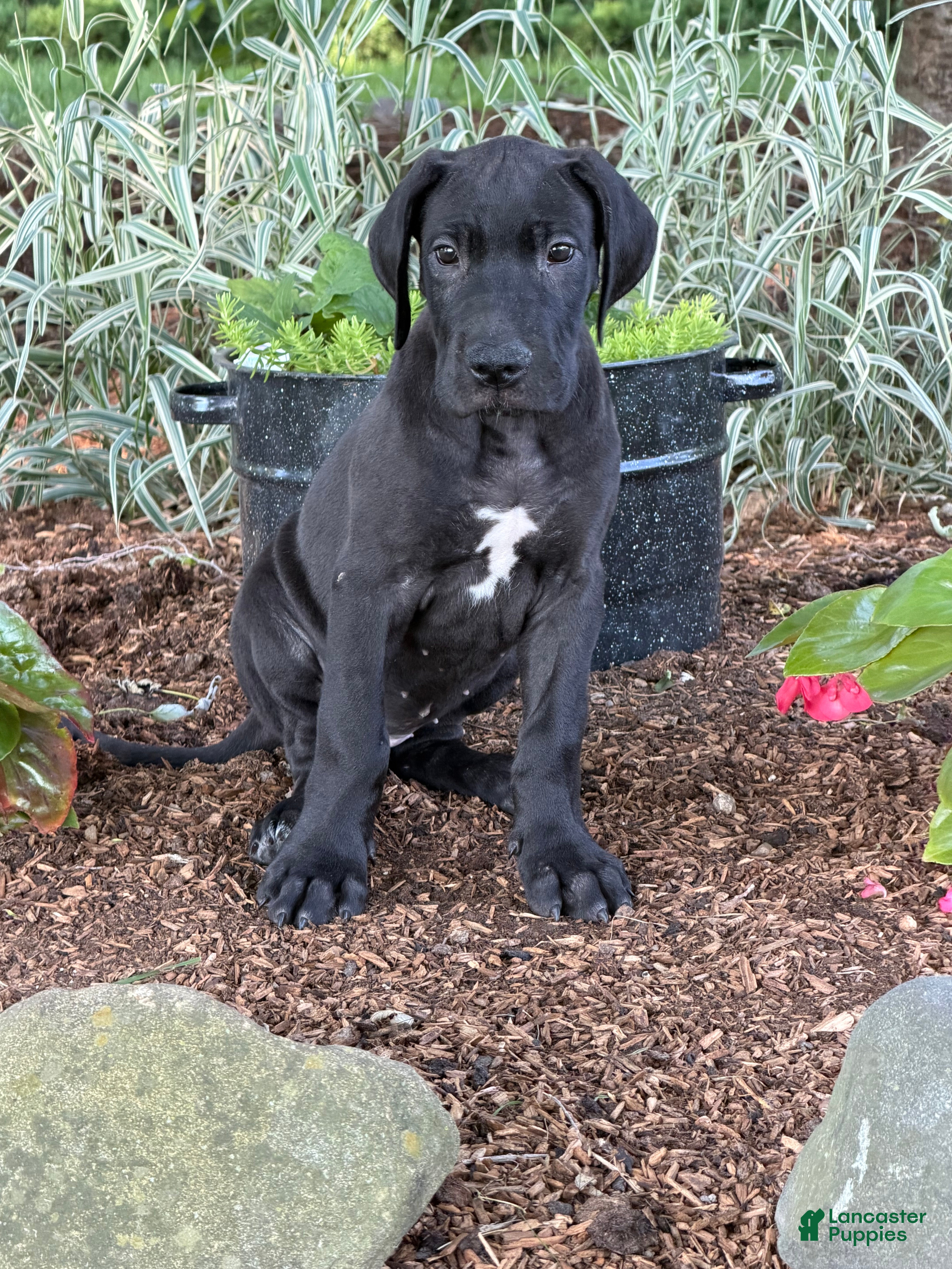 Great Dane dogs Pam Great Dane  - Ad 1