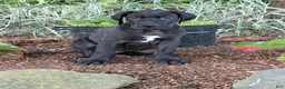 Great Dane dogs for sale: Pam Great Dane  - Ad 10