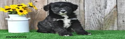 Mini Aussiedoodle dogs for sale: Asher - Ad 4