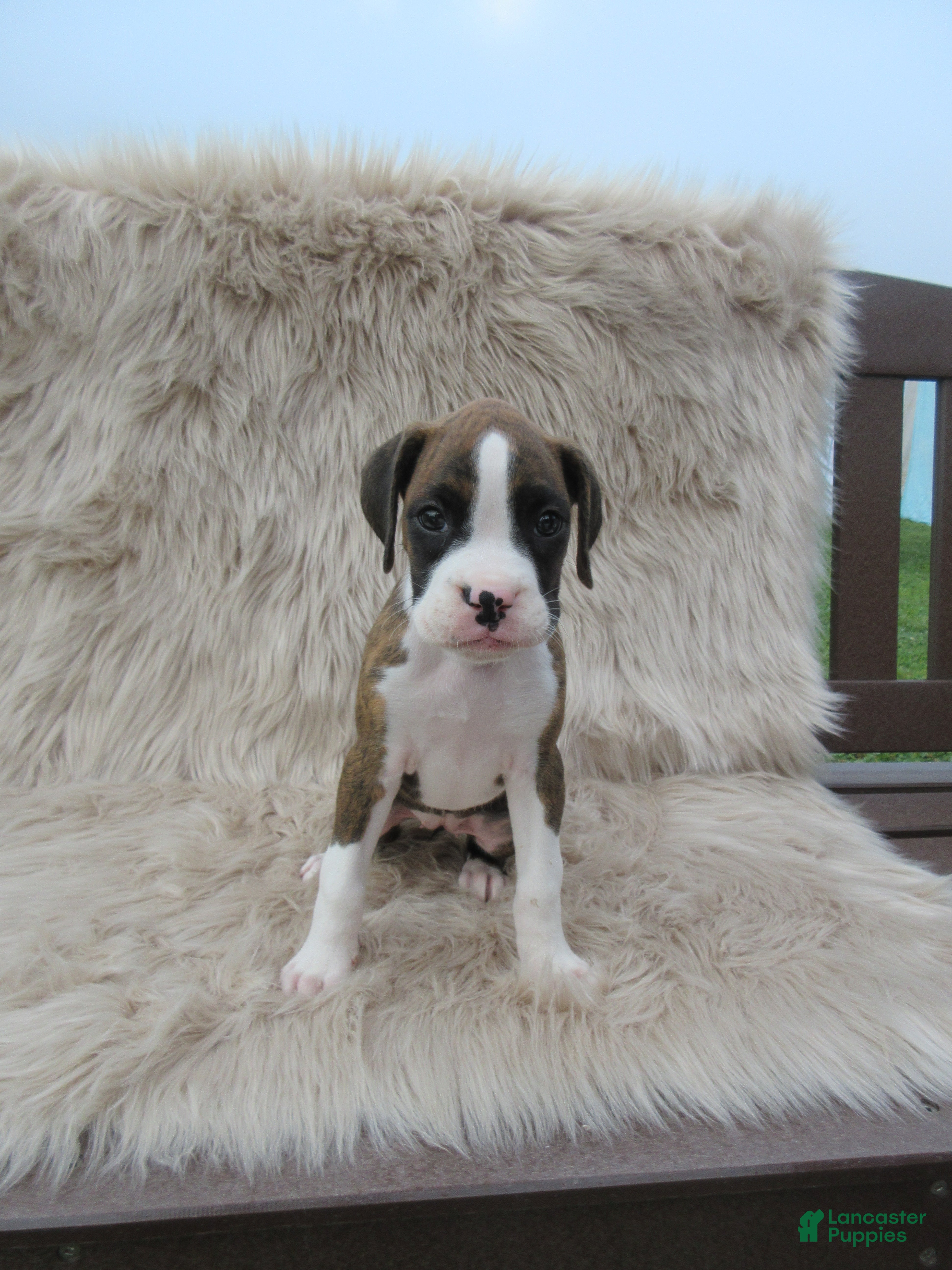 Boxer dogs Remi - Ad 2