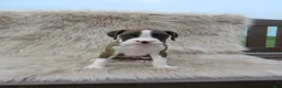 Boxer dogs for sale: Remi - Ad 2