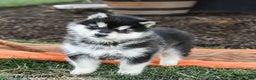 Alaskan Malamute dogs for sale: Jasmine - Ad 2