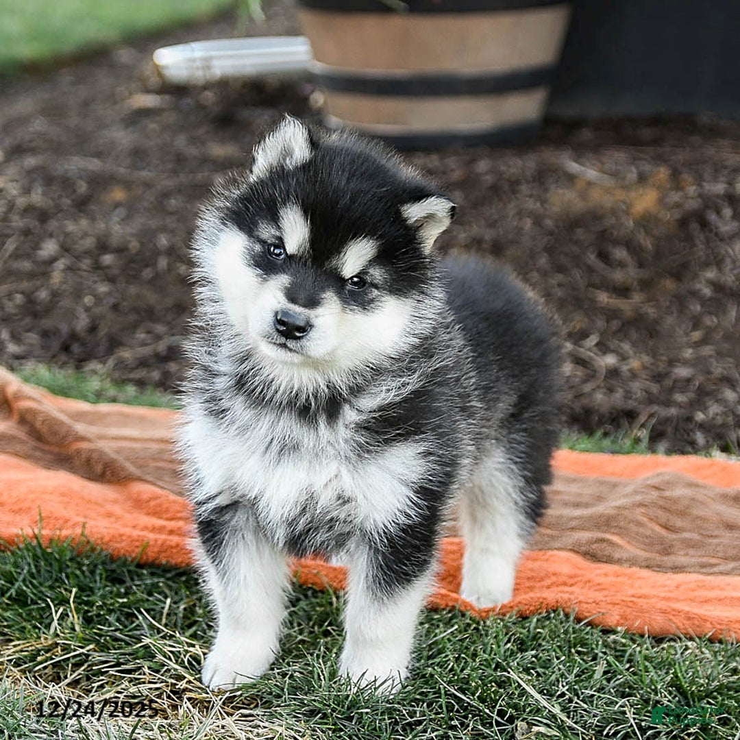 Alaskan Malamute dogs for sale: Jasmine - Ad 2