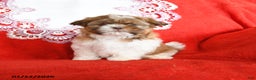 Shih Tzu dogs for sale: Yankee - Ad 4