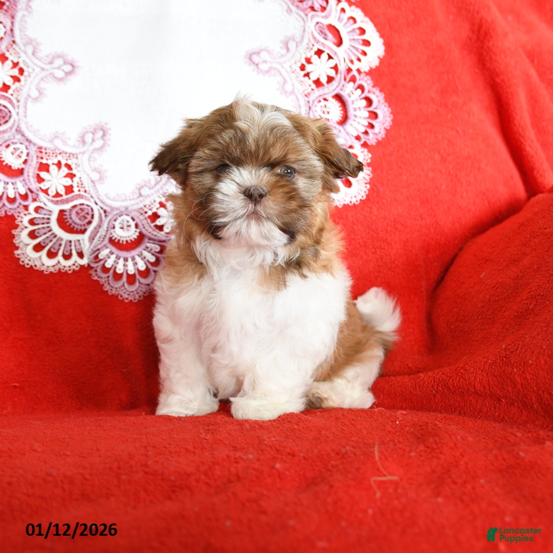 Shih Tzu dogs for sale: Yankee - Ad 4