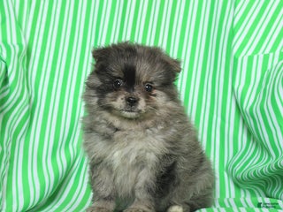 Pomeranian dogs Paula - Ad 40