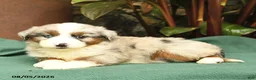 Miniature Australian Shepherd dogs for sale: Ranger - Ad 3