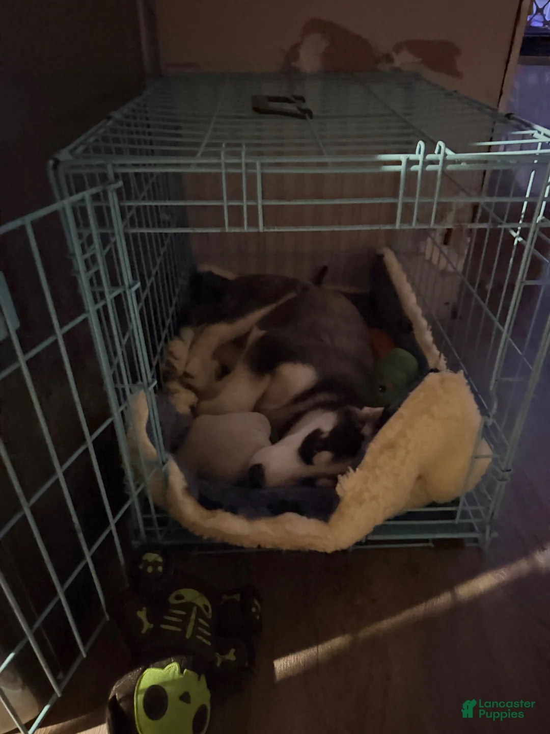 Mixed Breed dogs for sale: Rocket - Ad 4