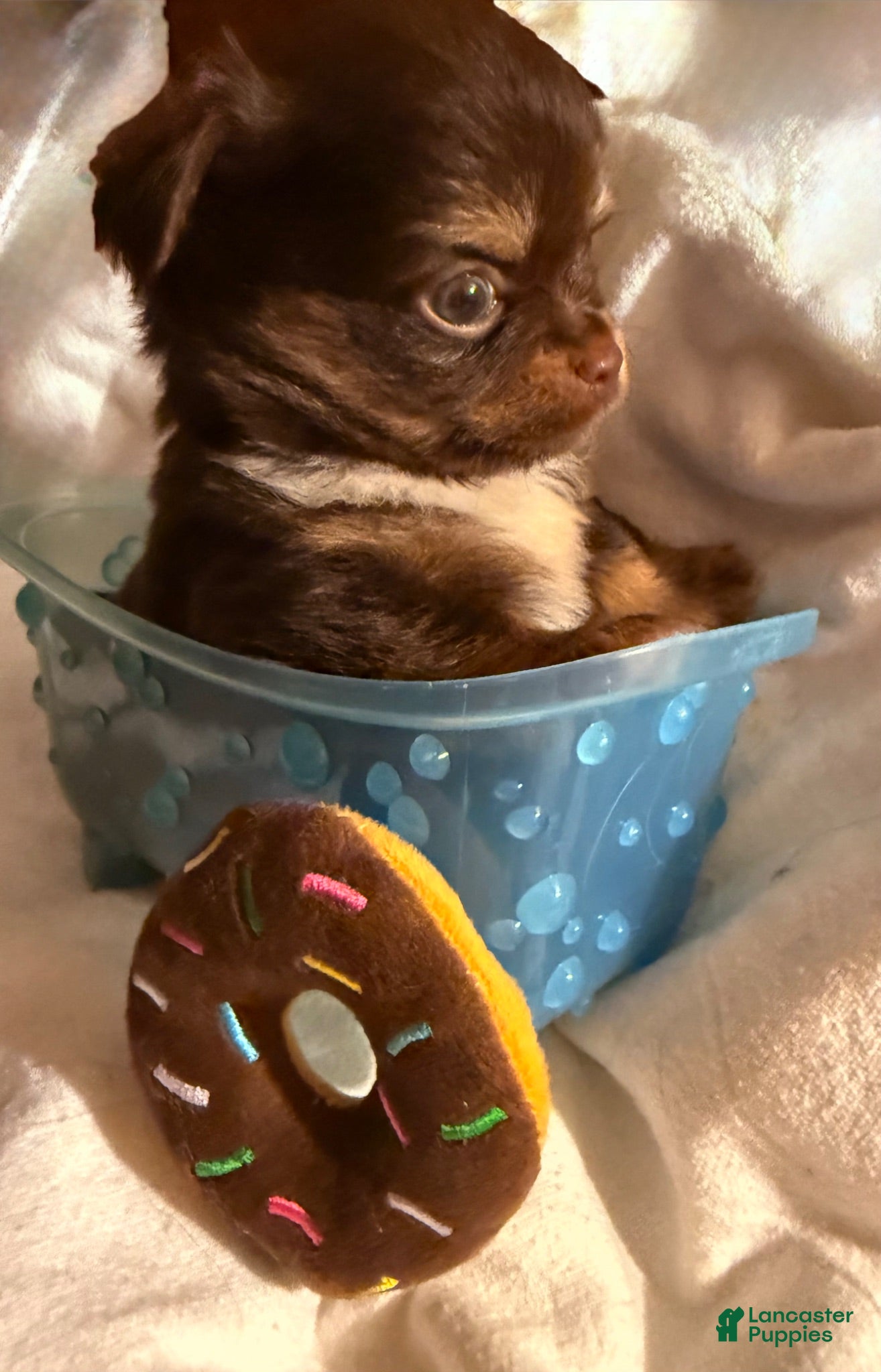 Chihuahua dogs AKC Baby face Archie ,chocolate tri color  - Ad 1