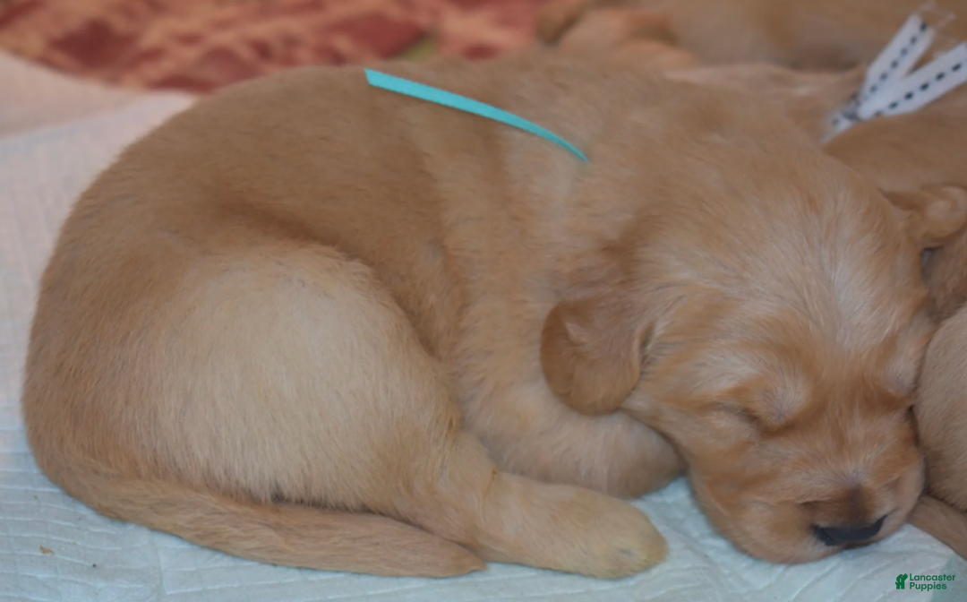 Golden Retriever dogs for sale: Ranger - Ad 18