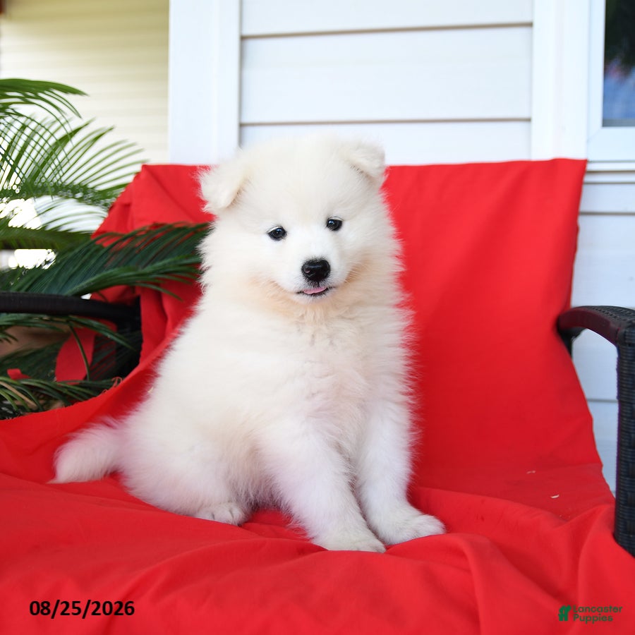 Samoyed dogs Layla - Ad 2