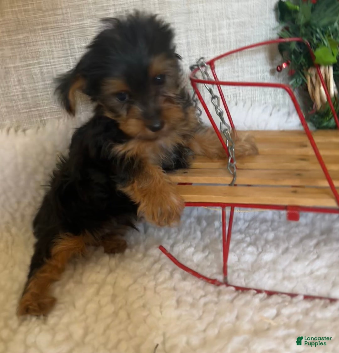 Yorkshire Terrier dogs for sale: Randy - Ad 9
