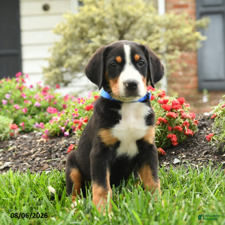 Greater Swiss Mountain Dog dogs Trigger - Ad 1