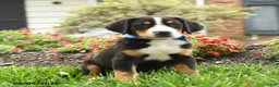 Greater Swiss Mountain Dog dogs for sale: Trigger - Ad 1