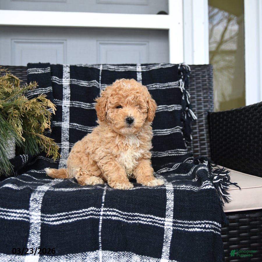 Bichon Frise dogs for sale: Peter - Ad 2