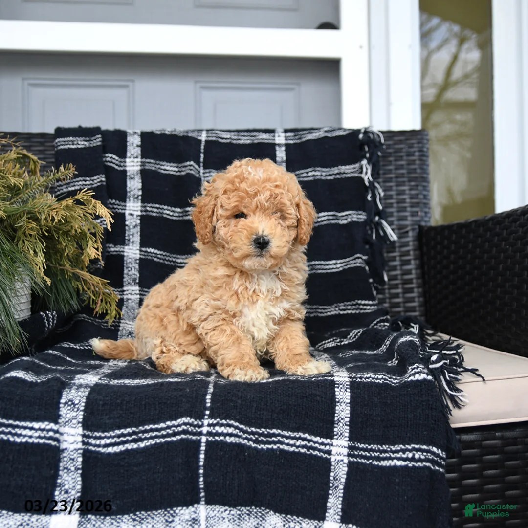 Bichon Frise dogs for sale: Peter - Ad 1