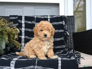 Bichon Frise dogs for sale: Peter - Ad 2