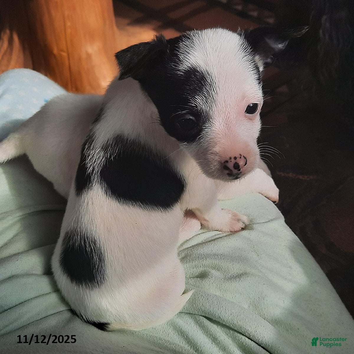 Chihuahua dogs Rosetta - Ad 14