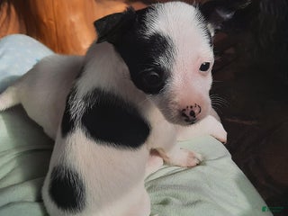 Chihuahua dogs - Ad 27