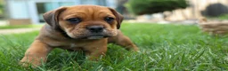 Beabull dogs for sale: Arthur - Ad 15