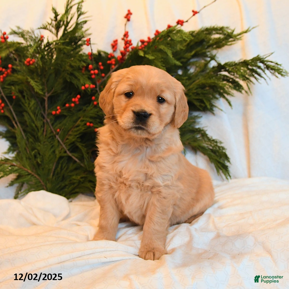 Golden Retriever dogs Ember - Ad 6