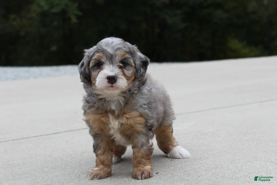 Mini Bernedoodle dogs for sale: Rosie  - Ad 2