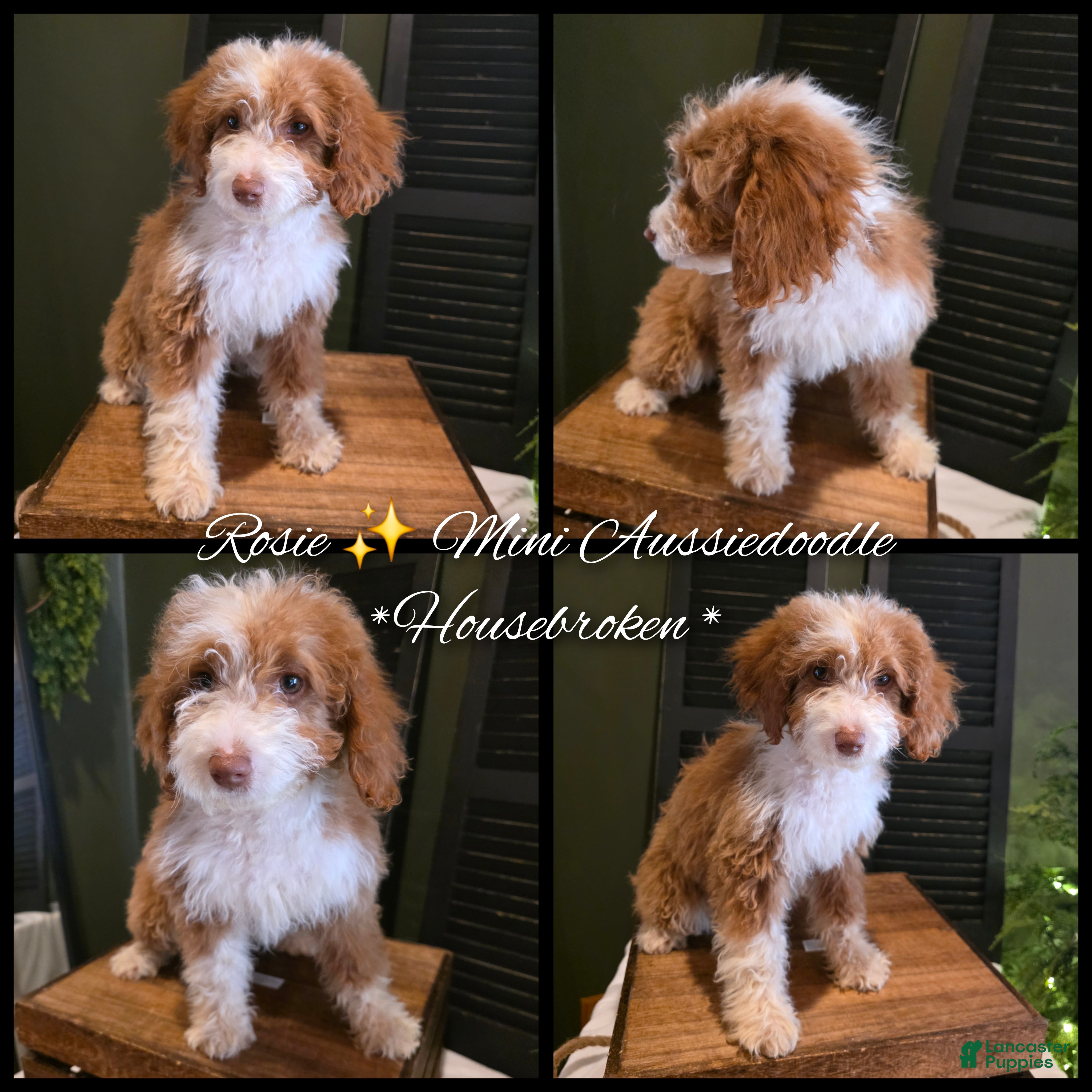 Mini Aussiedoodle dogs Rosie  - Ad 1