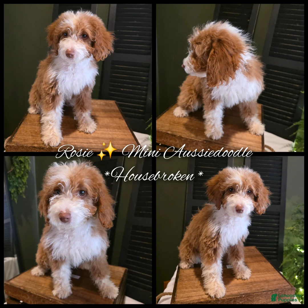 Mini Aussiedoodle dogs for sale: Rosie  - Ad 1