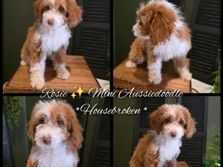 Mini Aussiedoodle dogs Rosie - Ad 32