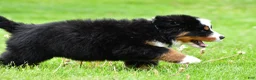 Bernese Mountain Dog dogs for sale: Rexton - Ad 6