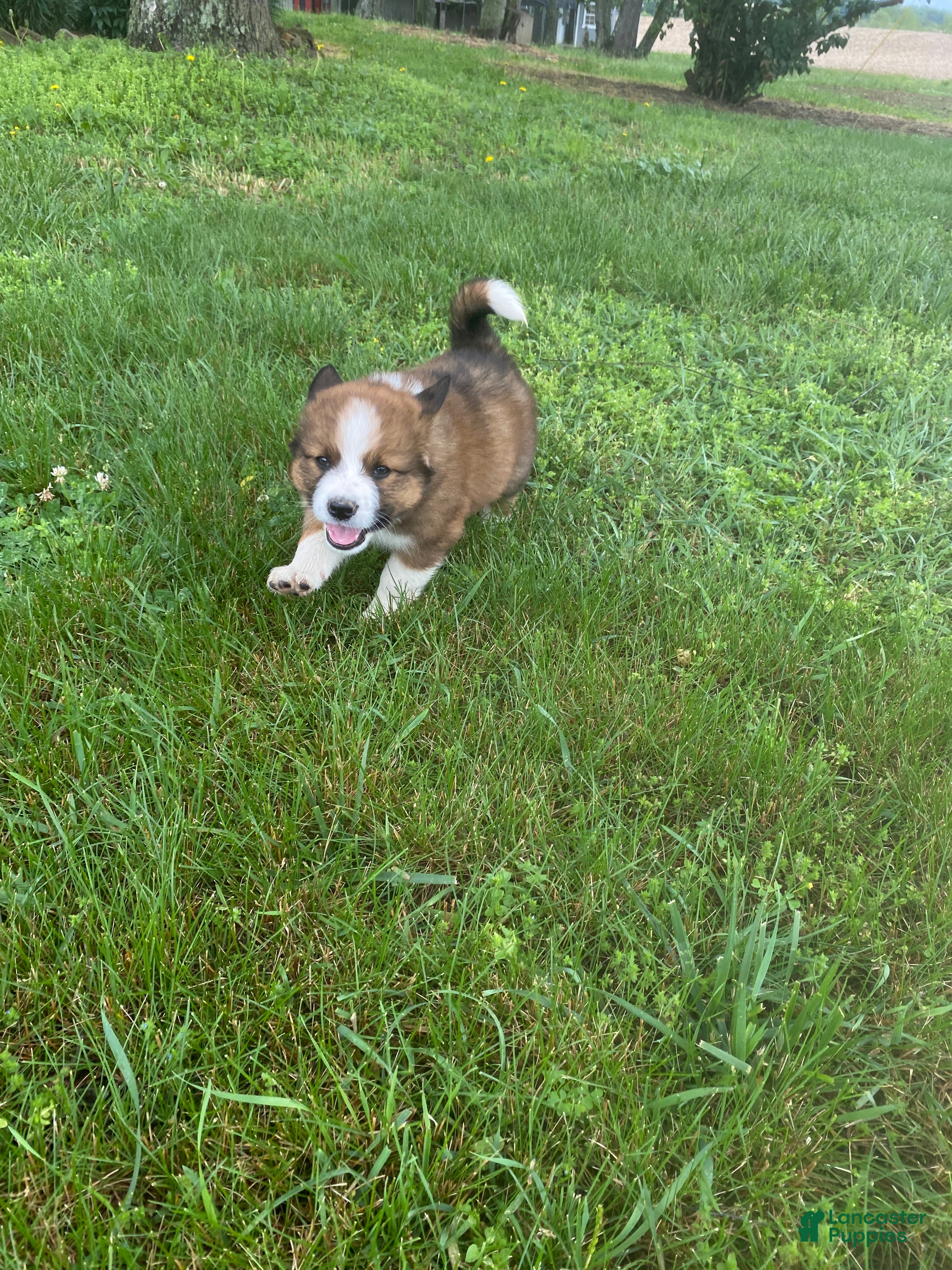 Mixed Breed dogs for sale: ♥️SWEET RIVER♥️ - Ad 9