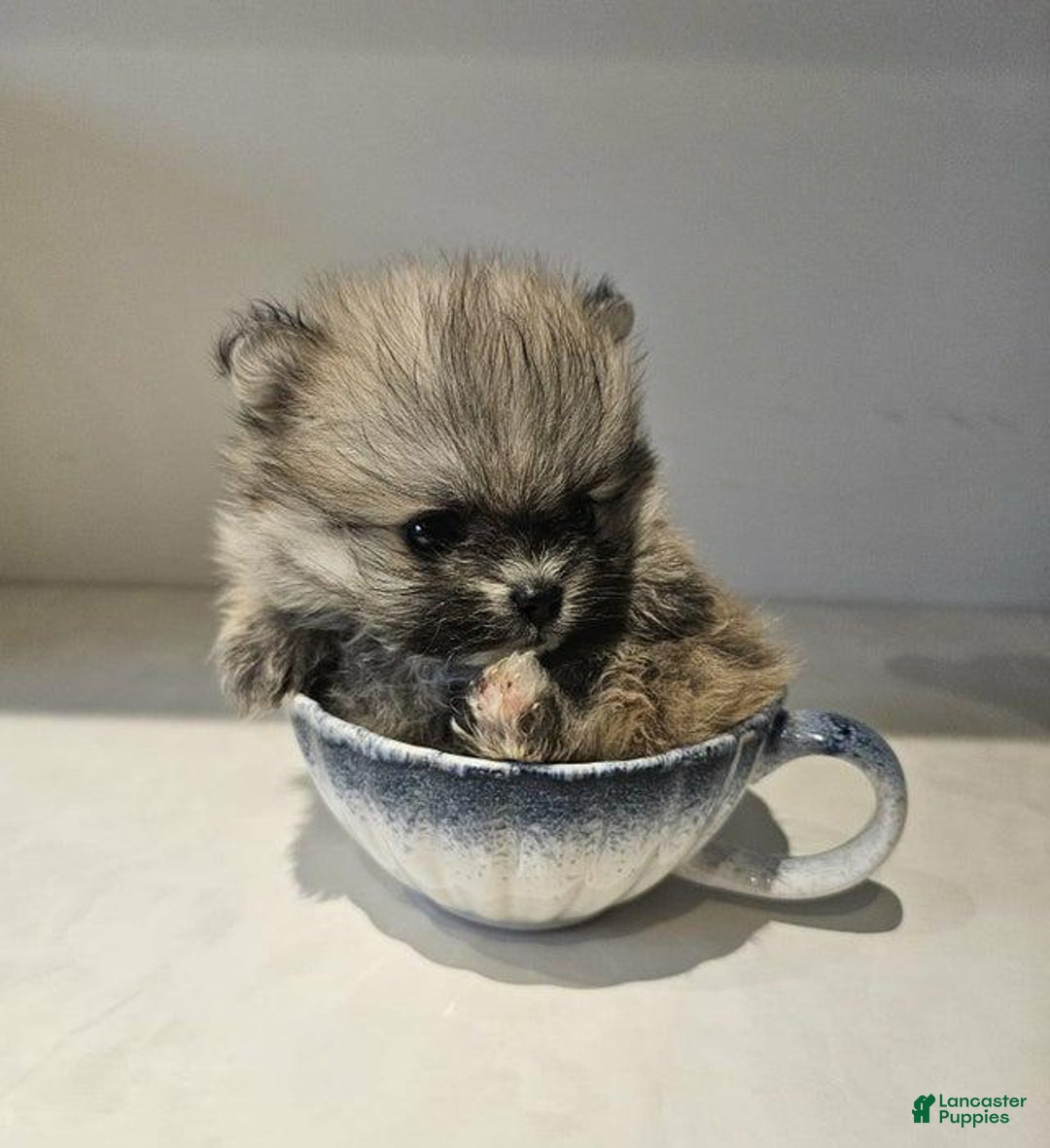 Pomeranian dogs for sale: Rafa - Ad 9