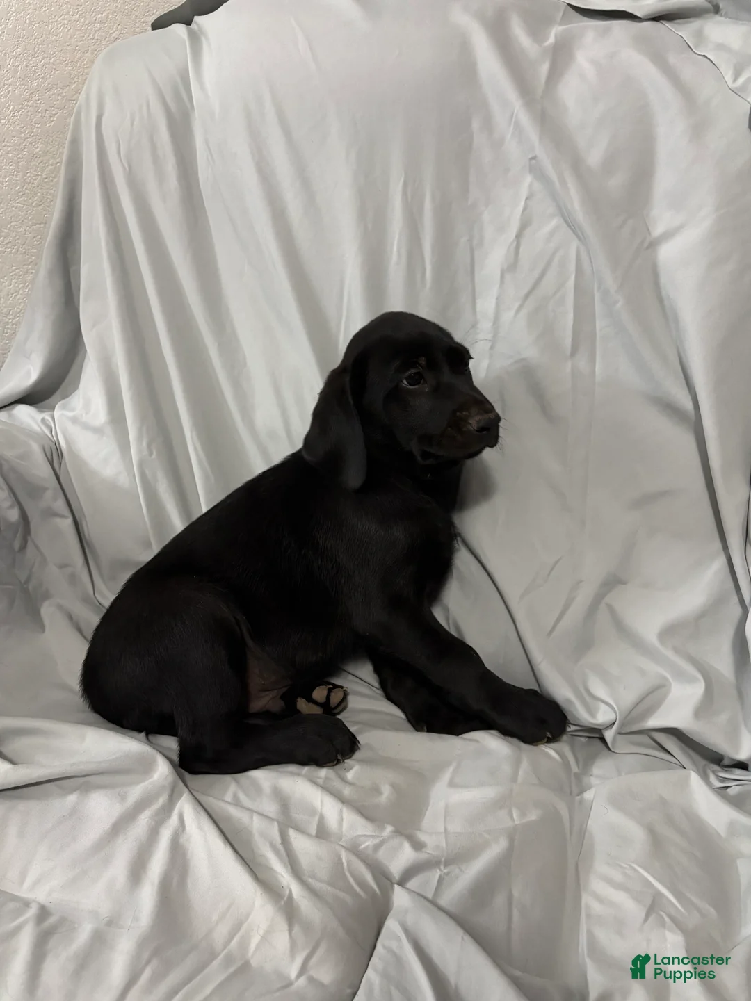Labrador Retriever dogs for sale: Labrador Retriever Puppy 1 - Ad 1