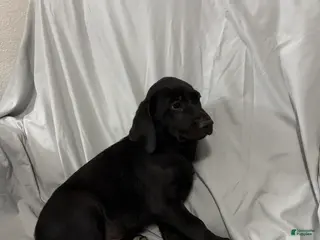 Labrador Retriever dogs Labrador Retriever Puppy 1 - Ad 10