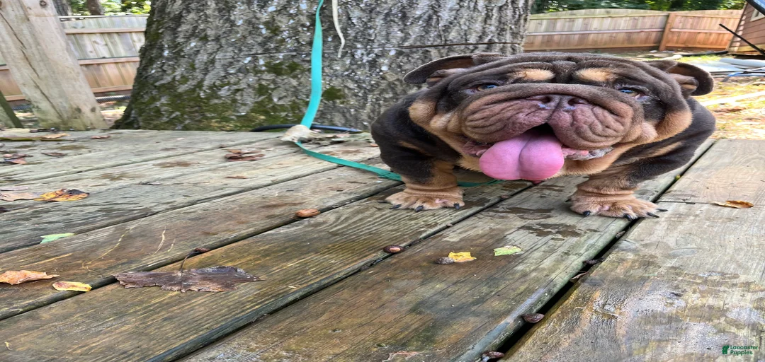 Gallery Image {{count}}